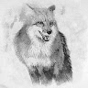 Meet your Posher, Foxy